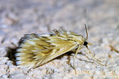 Cynaeda dentalis
